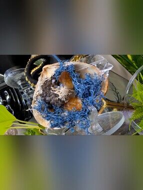 Amethyst, Citrine, Selenite Crystals & Artificial Moss in Seashell (stand Includ
